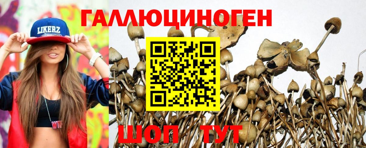 Беслан  Псилоцибиновые грибы Psilocybe  Галлюциногенные грибы Psilocybe  Вход с VPN 